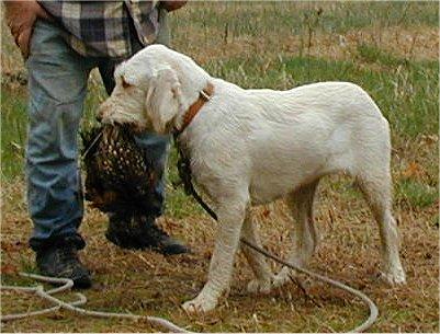 young yazzie retrieving cropped.jpg - Yazzie